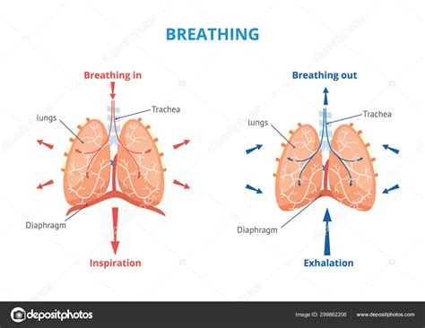 Airway breathing circulation
