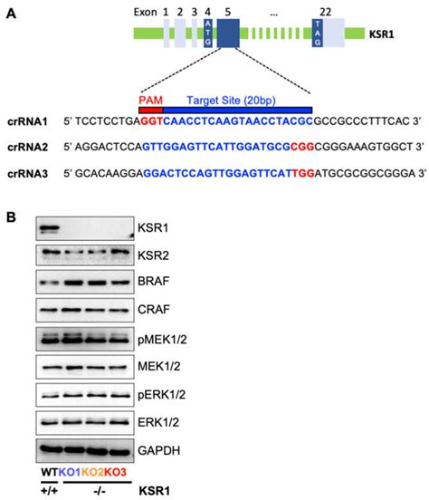 Kinase Suppressor of RAS 1 (KSR1) Maintains the Transformed Phenotype ...