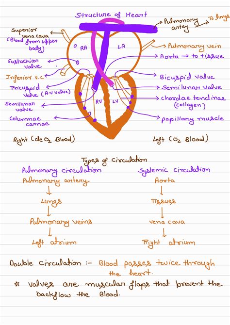 Circulation Class 12 的图像结果