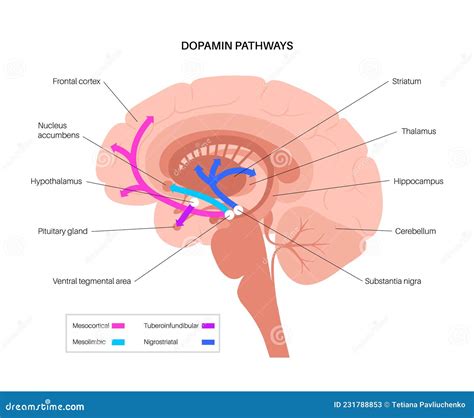 How Your Brain Releases Dopamine: The Science Of Motivation