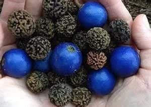 AP GARDEN Rudraksha Live Plant Original Vaiety Elaeocarpus ...