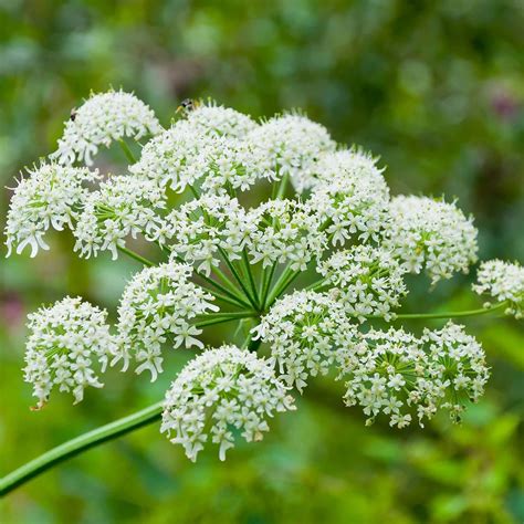 Amazon.com : Cow Parsnip Seeds Heracleum Maximum a Biennial or ...