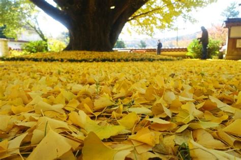 Image result for Ani Algorithm