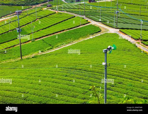 Tea Plantations Japan 的图像结果