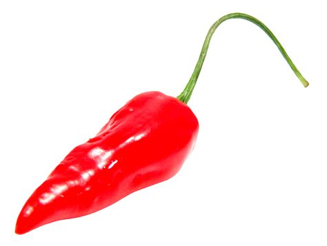 Chili pepper PNG transparent image download, size: 1736x1308px