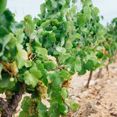 La Denominación de Origen Cava | D.O. Cava