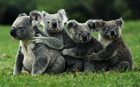 Koala Cuddles: A Heartwarming HD Wallpaper