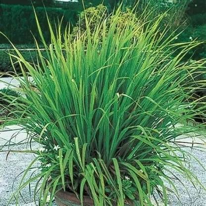 MAA Lemon Grass Seed Price in India - Buy MAA Lemon Grass Seed online ...
