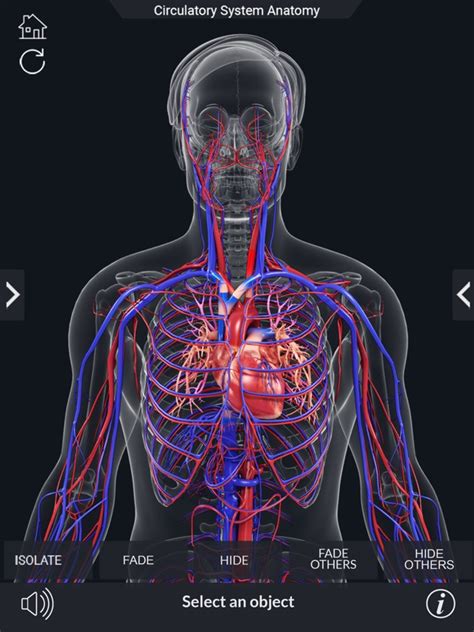 Image result for Circulatory System Animation