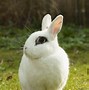 Image result for Big Eyes Rabbit Baby