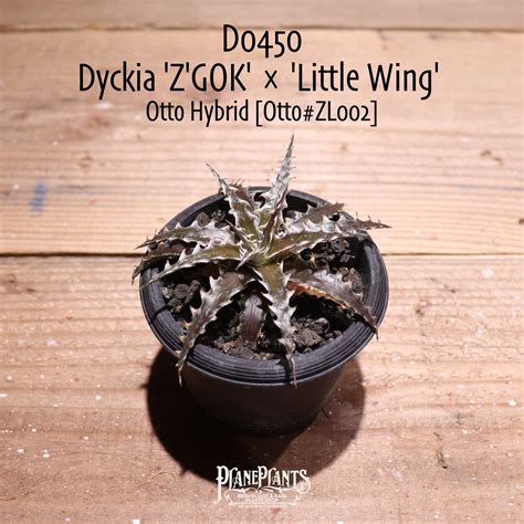【抜き苗送料無料】'Z'GOK' × 'Little Wing' Otto#ZL002〔ディッキア〕現品発送D0450 | plane plants