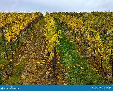 Well-known German Vineyards on the Moselle with Different Grape ...