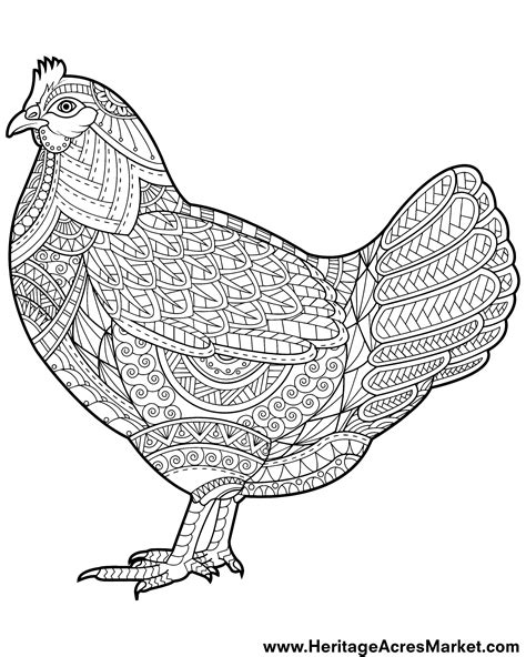Collection of Chicken Coloring Pages - Free Printable