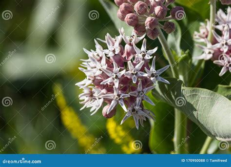 Showy Milkweed Flowers stock photo. Image of explore - 170950088