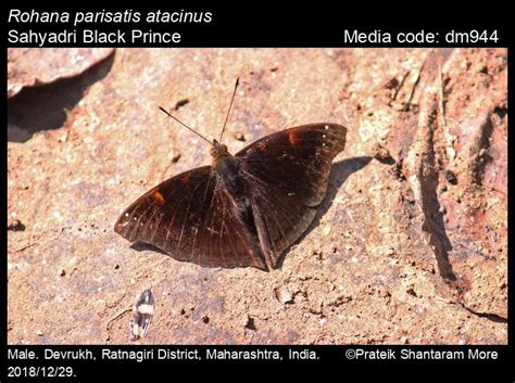 Rohana parisatis | Butterfly