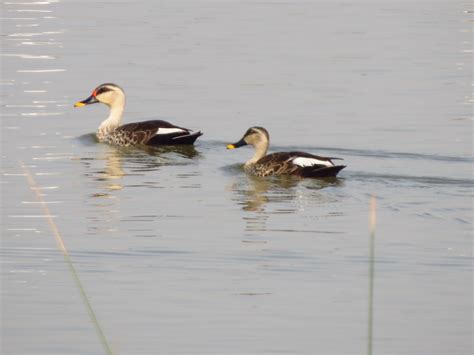 Ducks et al, (Anas Spp, Megus Spp., Anser Spp)