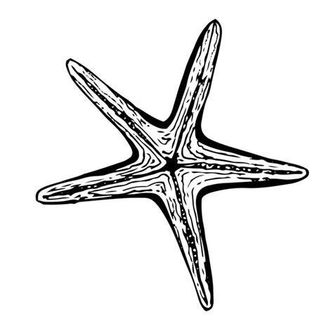 Ilustracja w czarno-białej grafice odizolowanej rozgwiazdy Rysunek ...