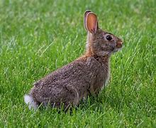 Image result for Cottontail Rabbits Wild Bunny