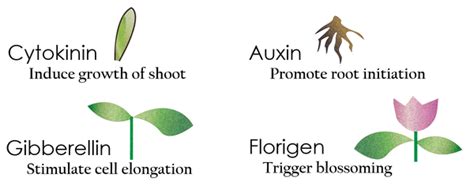 plant growth regulators