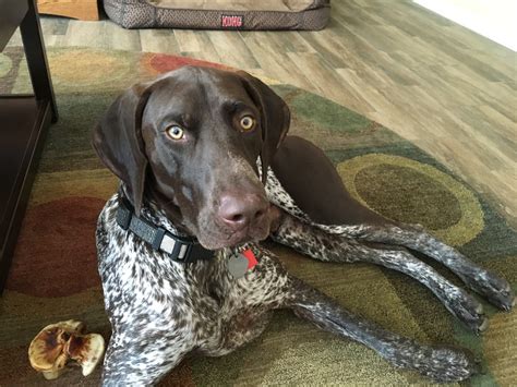 German Shorthaired Pointer Black
