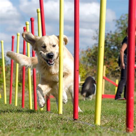 Image result for Agility Training for Dogs