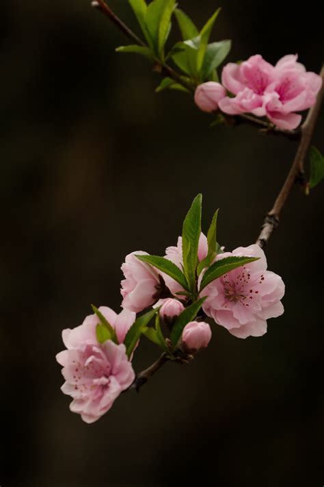 苏东坡的“一树梨花压海棠”看着很美，其实很黄_百科TA说