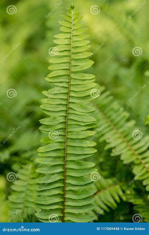 Ferns in the forest stock photo. Image of floral, herb - 117069448