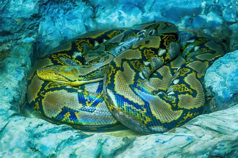 Image result for Reticulated Python Morphs