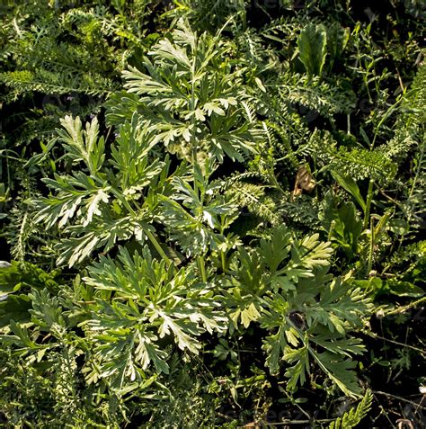 Closeup of fresh growing sweet wormwood Artemisia Annua, sweet annie ...