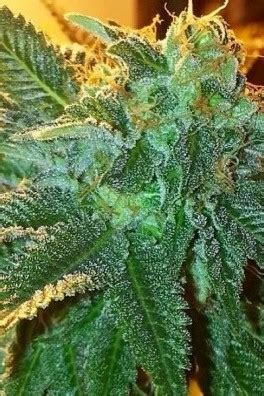 Image result for Alien OG Kush
