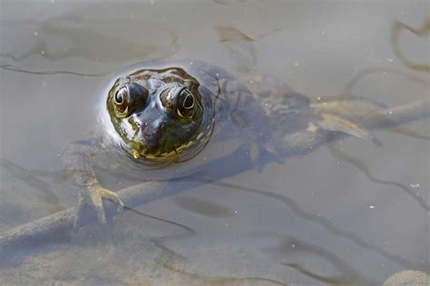 Spring Things!, Goodenow Grove Nature Preserve, Beecher, April 14 2024 ...