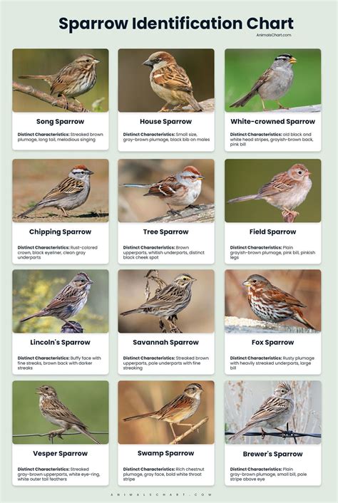 Image result for Sparrow Identification Guide