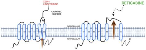 Behavior of KCNQ Channels in Neural Plasticity and Motor Disorders