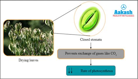 Photosynthesis: Definition, Location and Types | AESL