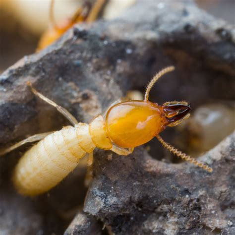 Fascinating Facts About Termites - Arizona Termite Specialists