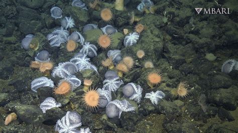 Researchers discover deep-sea springs fuel octopus breeding grounds | UAF news and information