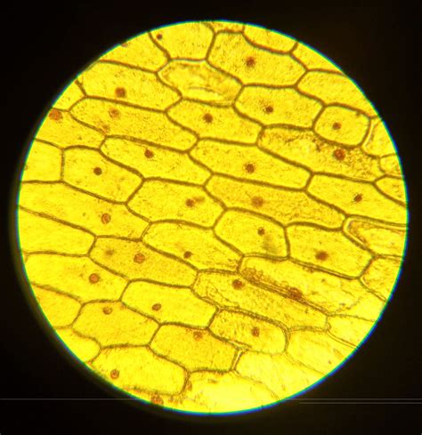 Onion Cell 100x Magnification Middle School Biology 03 – Cells