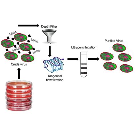 Virus Purification Process 的图像结果