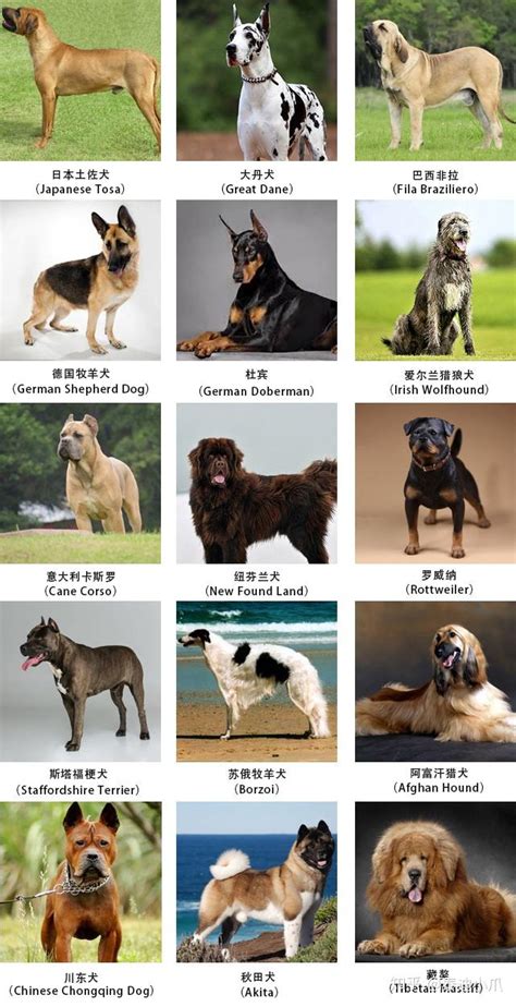 2019国内一线城市禁养犬种清单