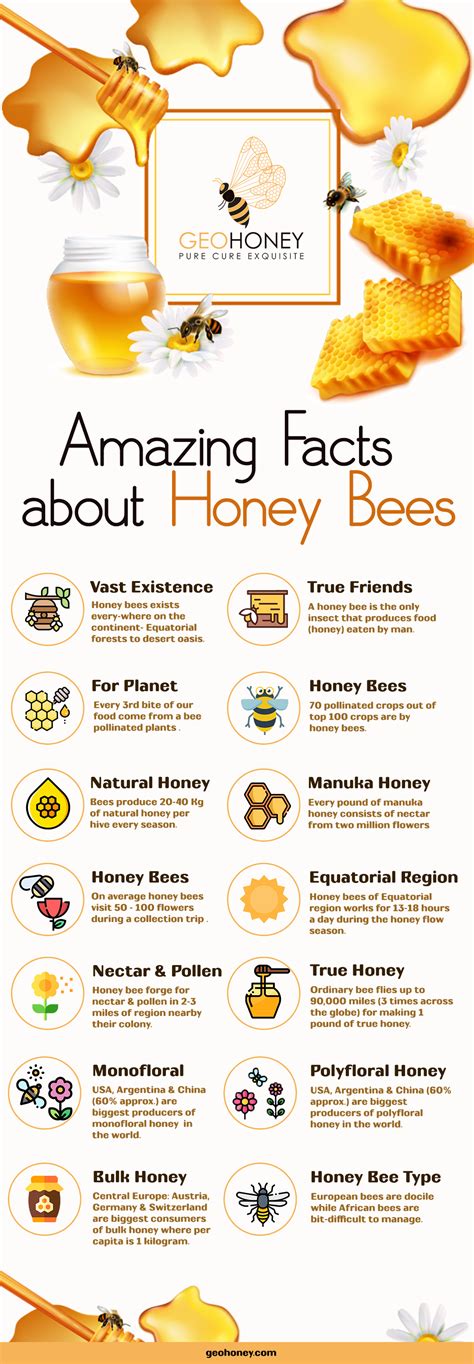 Printable Facts About Bees For Kids