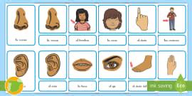 Tarjetas partes del cuerpo para imprimir
