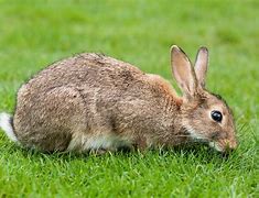 Image result for Holland Lop Rabbit Stuffed Animal