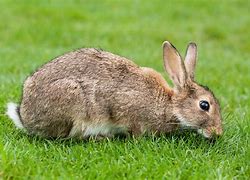 Image result for Rabbit Habitat
