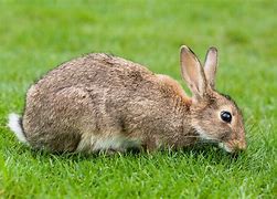 Image result for Bunny Rabbit Pics