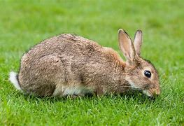 Image result for Cute Fluffy Baby Bunnies Wild