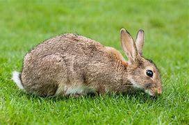 Image result for Easter Bunny images.PNG