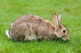 Image result for Cute Wild Baby Rabbit