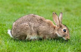 Image result for Cute Bunny Real