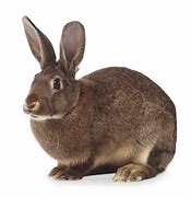 Image result for RABBIT