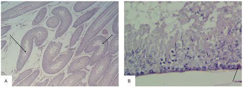 Morphometric Characteristics of Rat Testes Tissue After Exposure to ...